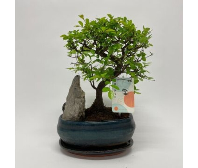BONSAI ZELKOVA CERAM