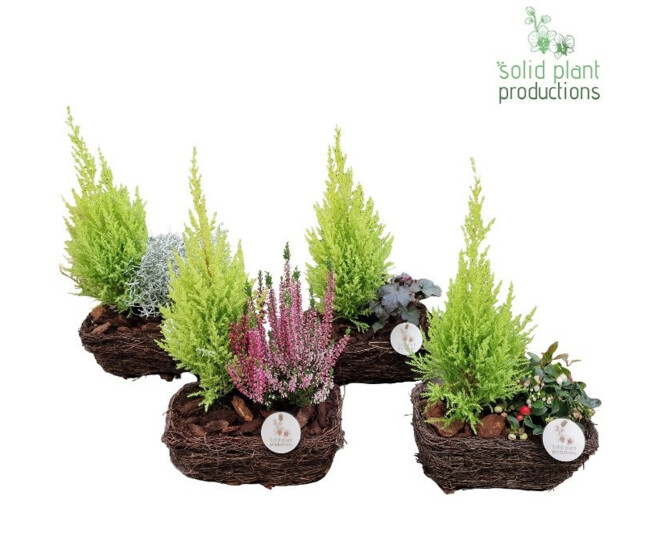 COMPO 2 PLANTES VANNERIE