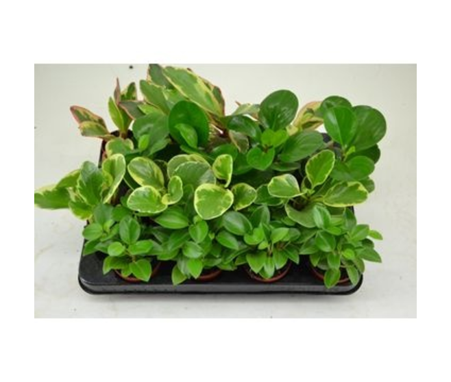 PEPEROMIA VARIE