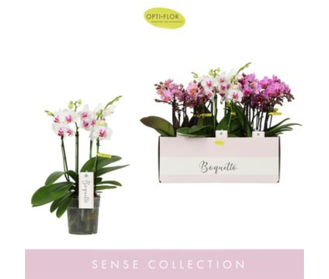 PHALAENOPSIS 3BR MF BOQUETTO VARIE