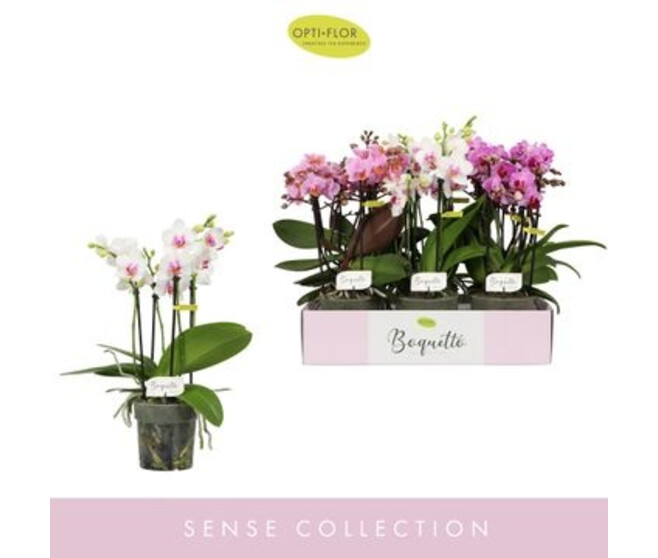 PHALAENOPSIS 3BR MF BOQUETTO VARIE