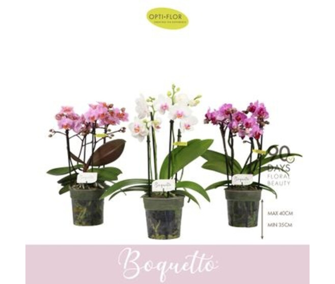 PHALAENOPSIS 3BR MF BOQUETTO VARIE