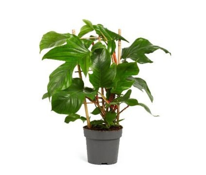 PHILODENDRON SQUAMIFERUM