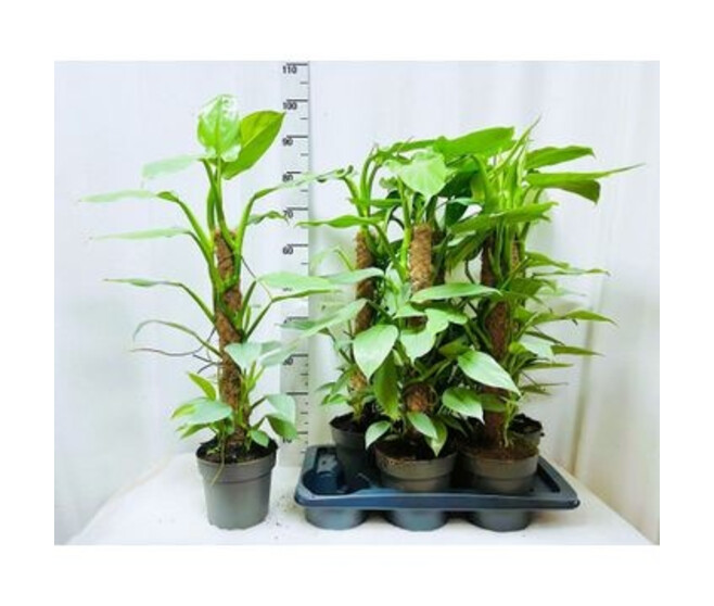 PHILODENDRON SILVER QUEEN TM