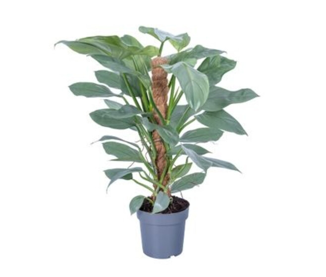 PHILODENDRON SILVER QUEEN TM