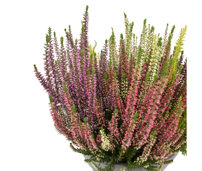 ERICA CALLUNA MOSAIC COUPE