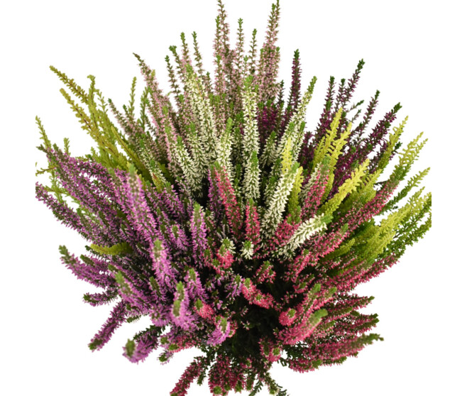 ERICA CALLUNA MOSAIC COUPE