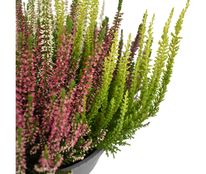ERICA CALLUNA MOSAIC COUPE