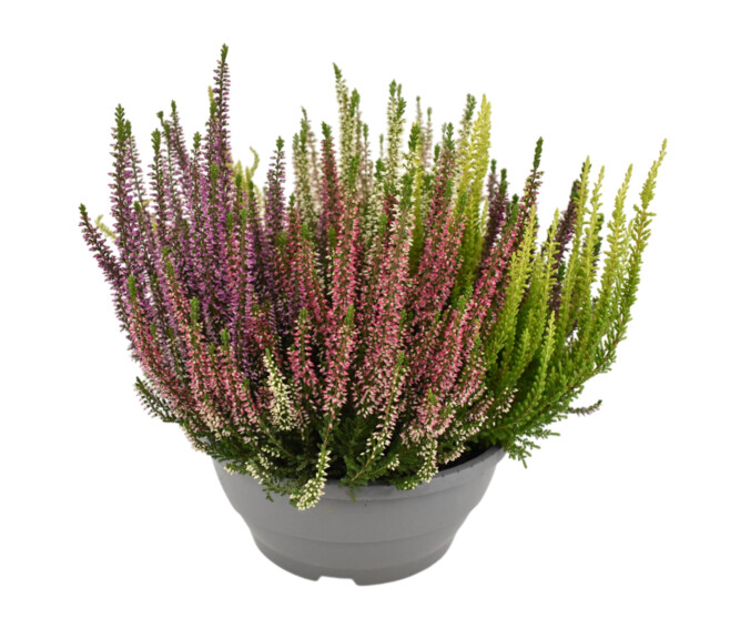 ERICA CALLUNA MOSAIC COUPE