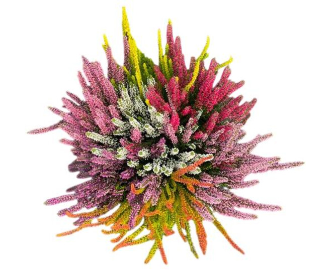 ERICA CALLUNA MOSAIC COUPE