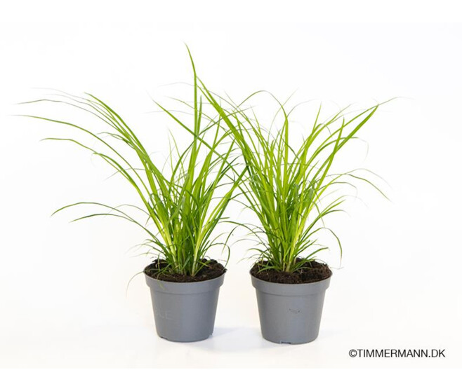 CAREX BRUNNEA