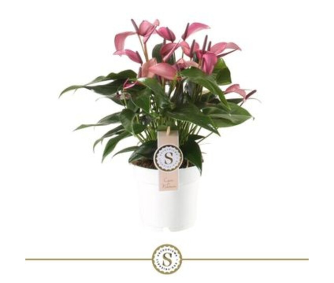 ANTHURIUM ANDREANUM ZIZOU