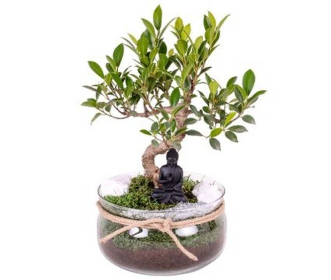 BONSAI VARIE COUPE VERRE