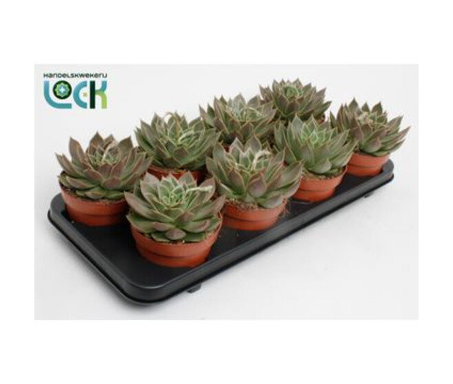 ECHEVERIA AGAVOIDES