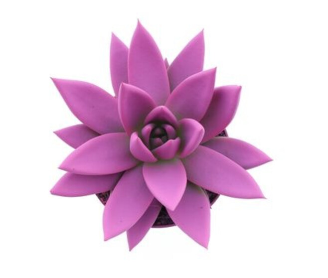 ECHEVERIA MIRANDA