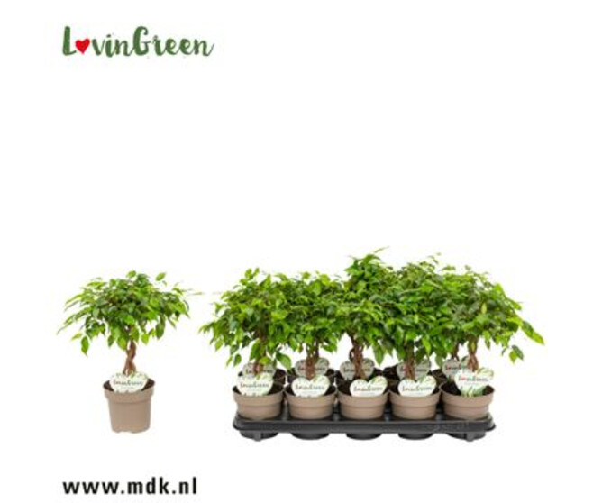 FICUS BENJAMINA TARANA