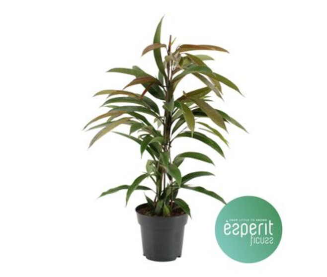 FICUS AMSTEL KING