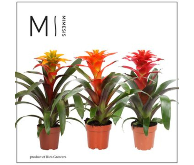 GUZMANIA VARIE