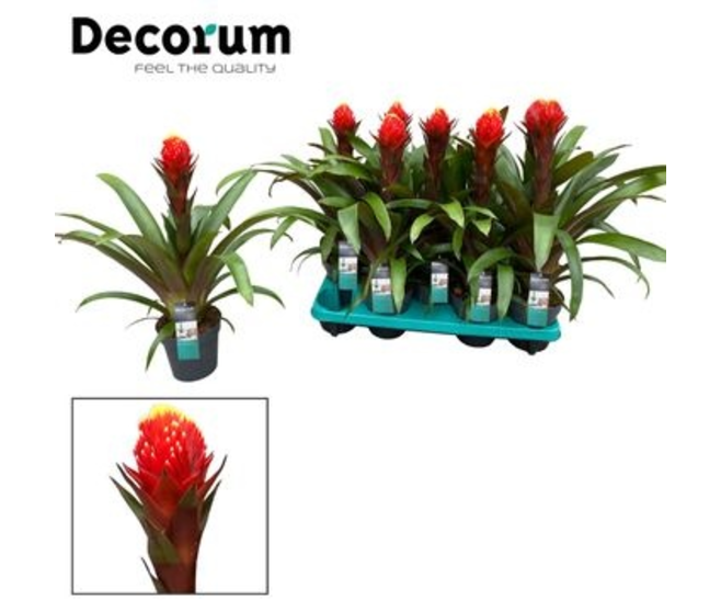 GUZMANIA ROUGE PUNTA