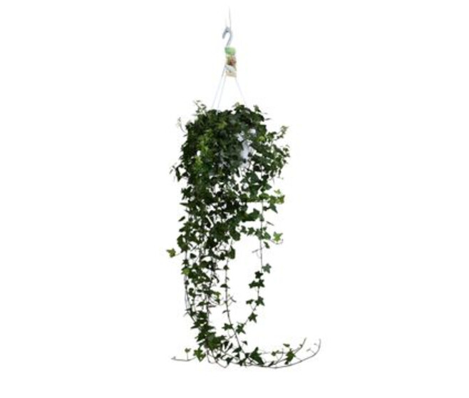 HEDERA ANNA SUSP
