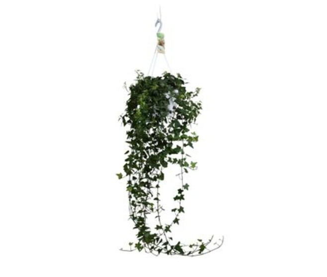 HEDERA ANNA SUSP