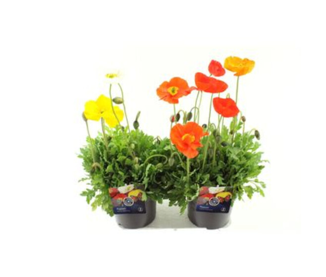 PAPAVER