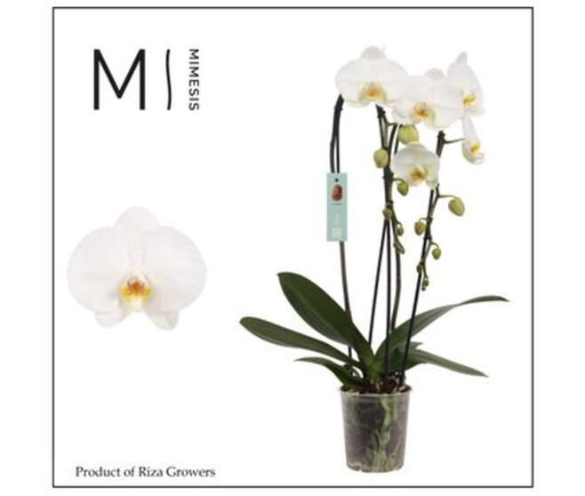 PHALAENOPSIS 2BR BLANC CASCADE