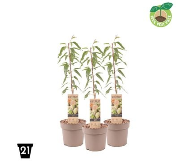 PRUNUS AMANDELBOOM