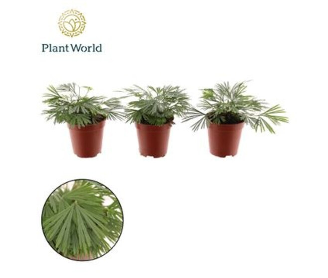 PTERIS AUSTRALIS