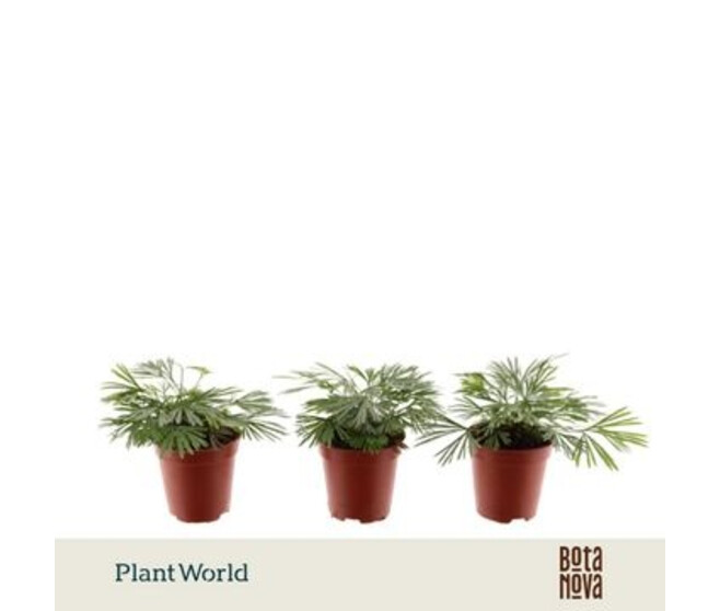 PTERIS AUSTRALIS
