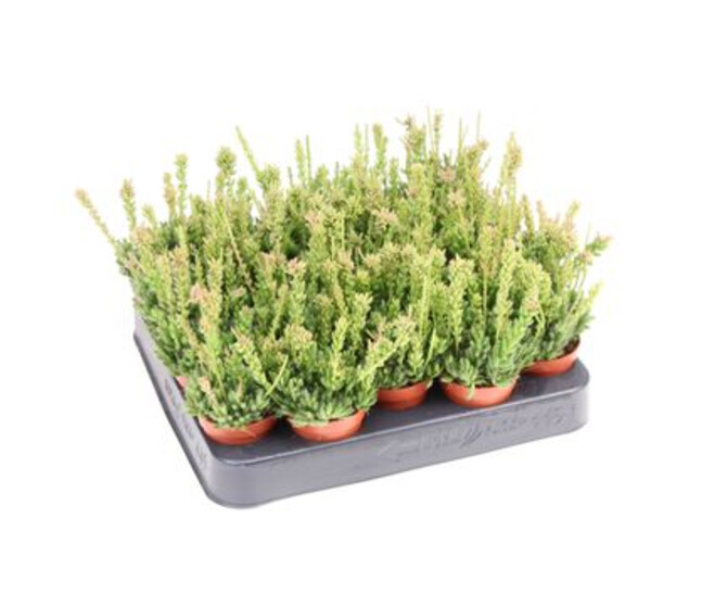 RHIPSALIS MESEMBRYANTHEMOIDES