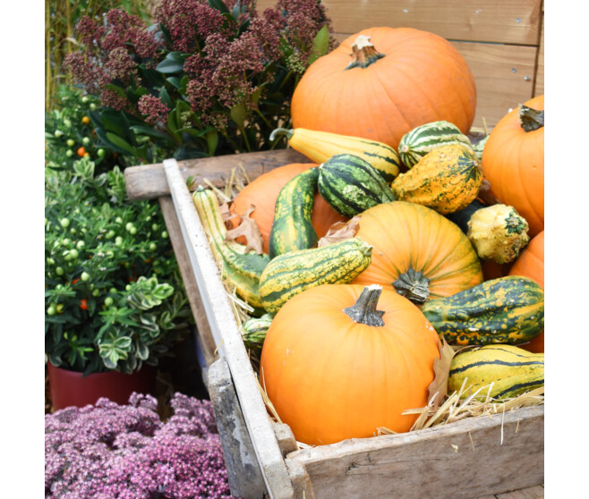 CUCURBITACEE HALLOWEEN