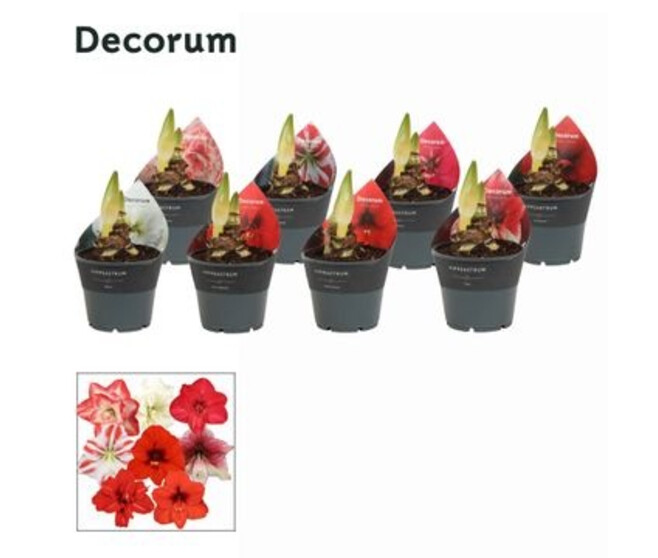 AMARYLLIS 2TIGES VARIE