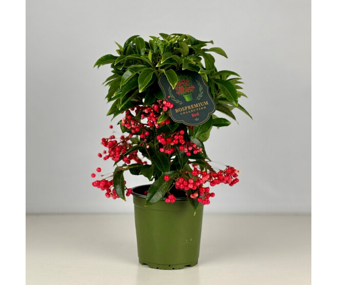 ARDISIA CRENATA