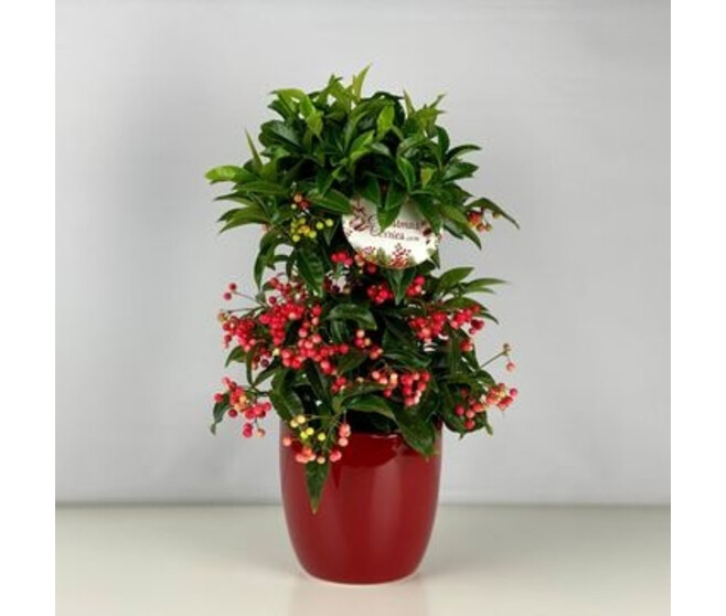 ARDISIA CRENATA CERAM