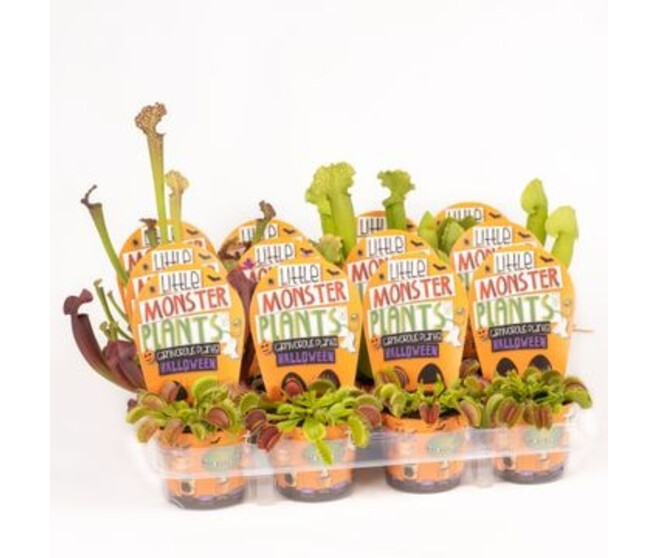 PLANTE CARNIVORE