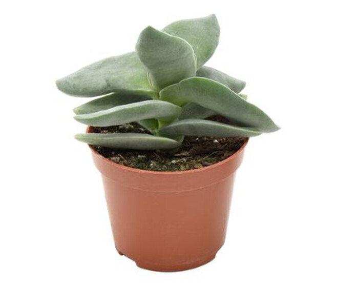CRASSULA BOOMERANG