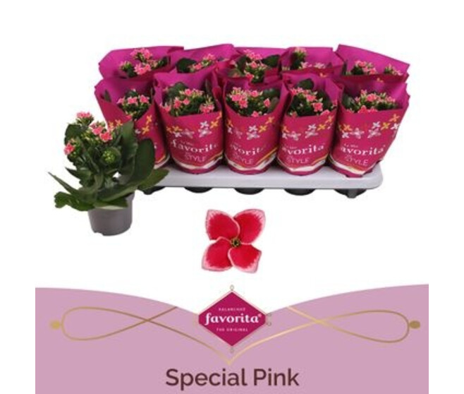 KALANCHOE TIGER ROSE