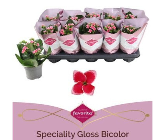 KALANCHOE TIGER ROSE