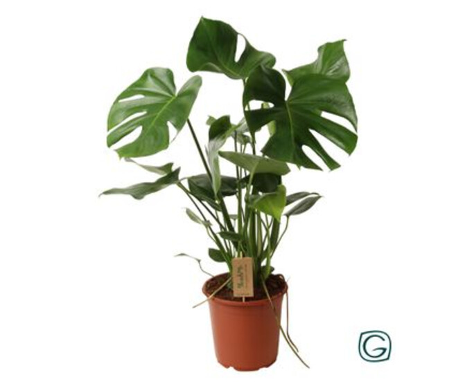 PHILODENDRON MONSTERA