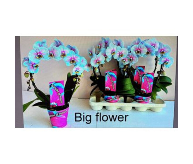 PHALAENOPSIS 2BR TEINTE ARCEAU