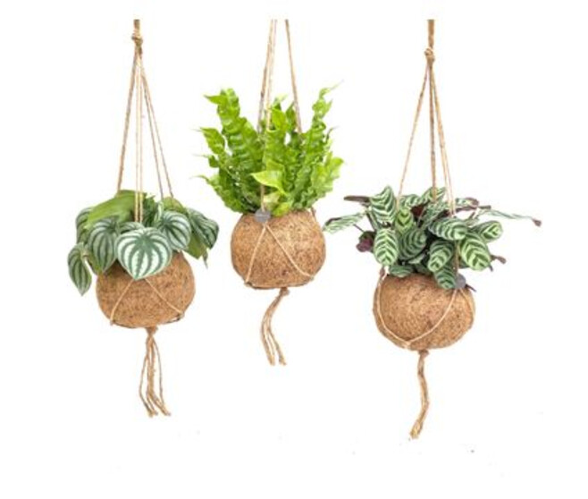 PLANTE VERTE KOKODAMA SUSP
