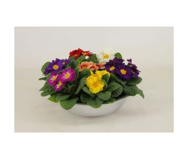 PRIMEVERE ACAULIS X7 COUPE