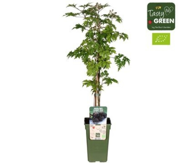 FRAMBOISIER RUBUS THORNLESS