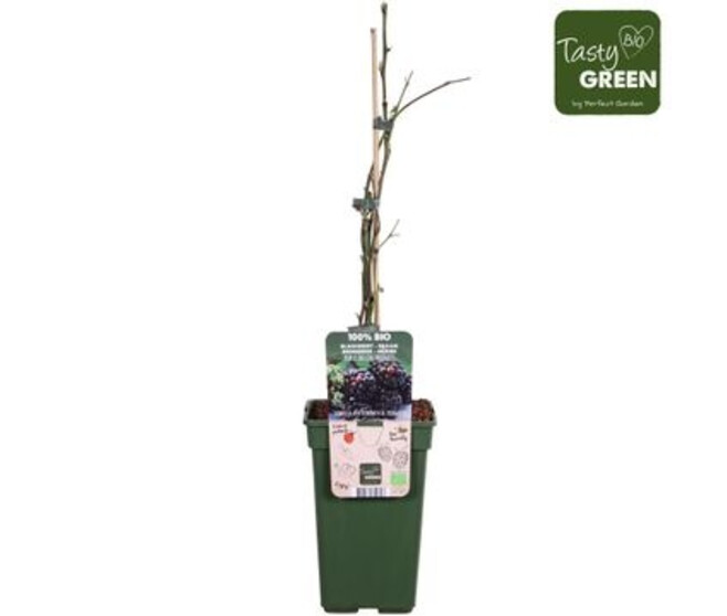 FRAMBOISIER RUBUS THORNLESS