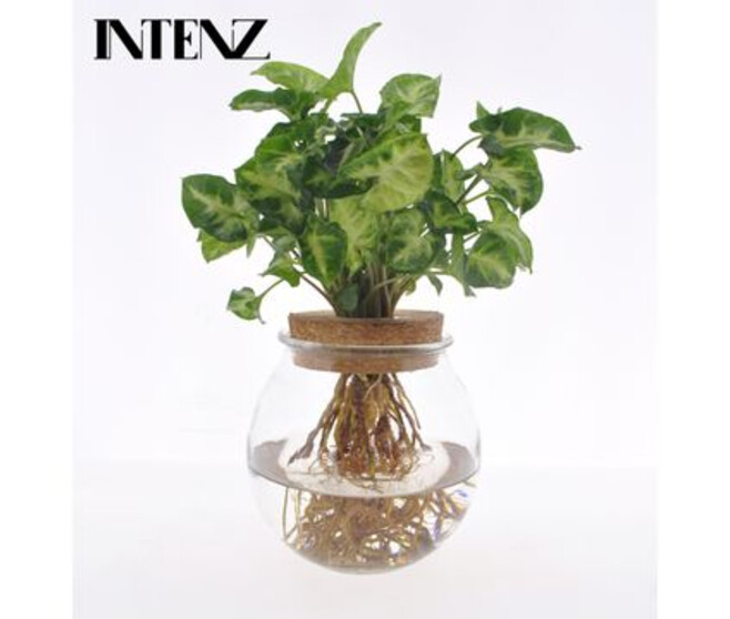 SYNGONIUM ARROW RN BOCAL