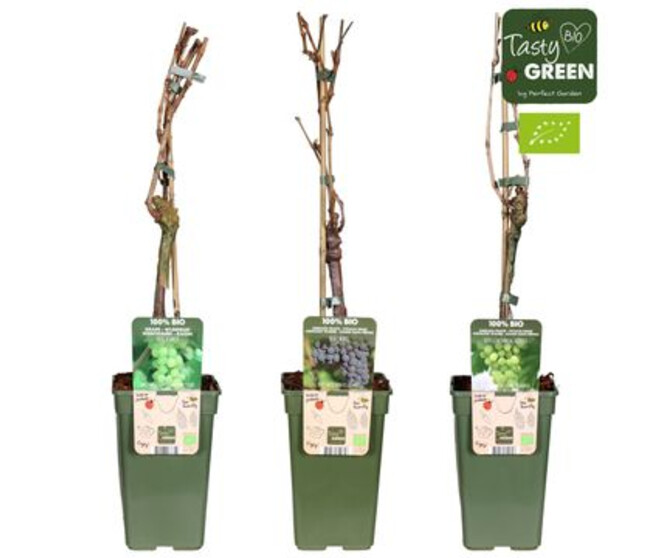 VITIS VIGNE VARIE