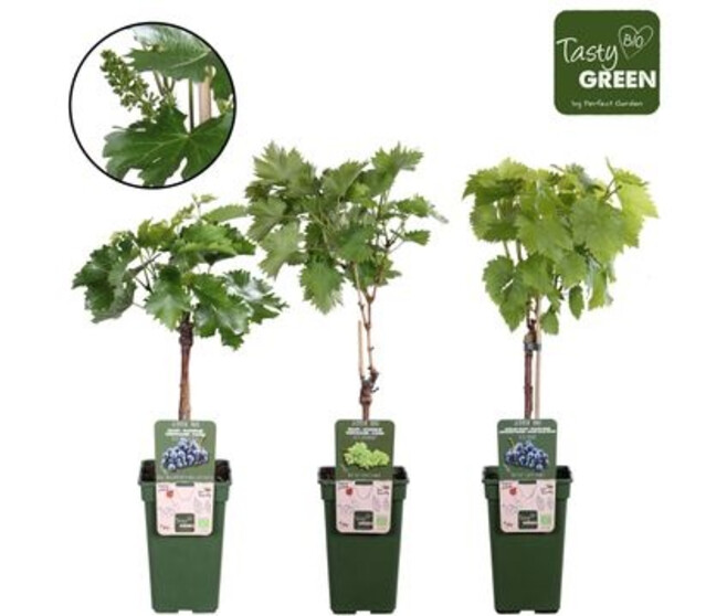 VITIS VIGNE VARIE