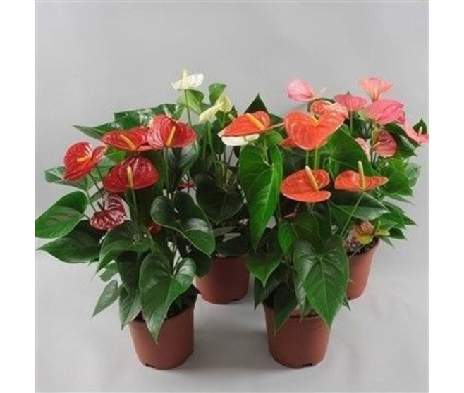 ANTHURIUM ANDREANUM VARIES