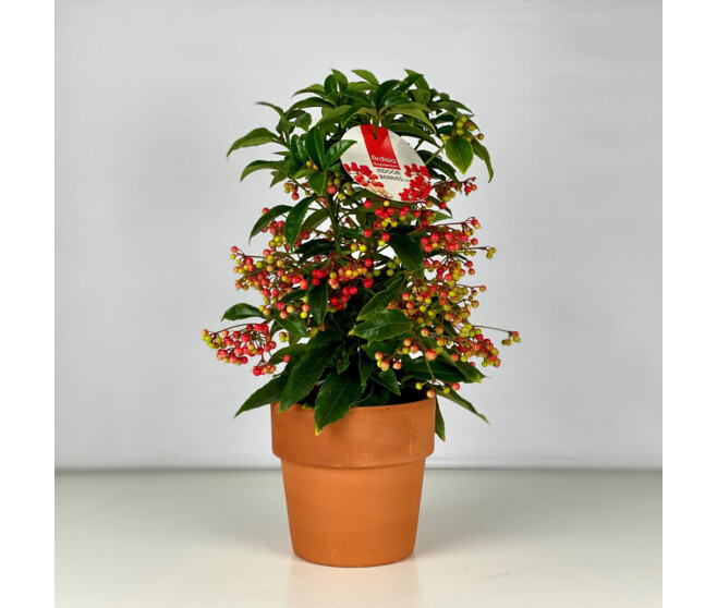 ARDISIA CRENATA P TERRE
